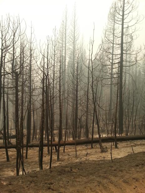 View of Burn in White Meadows on 9/19/14