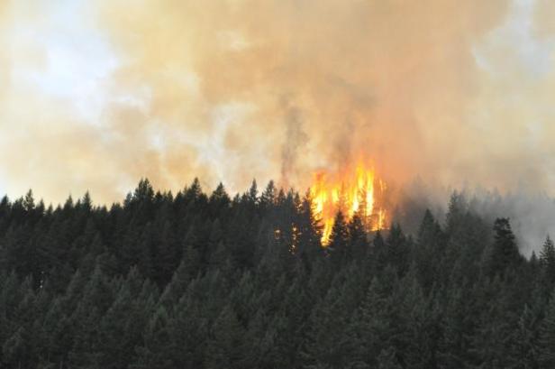 "Group Tree Torching" by Heidi Brown, Photographer [Photo Courtesy: inciweb]