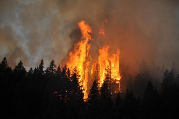 "Group Trees Torching" by Kevin Albright, Photographer [Photo Courtesy: inciweb]