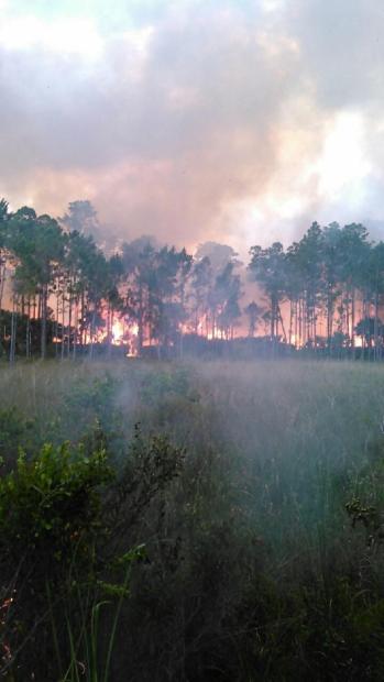 Photo Credit: Jason Longfellow / Florida Forest Service