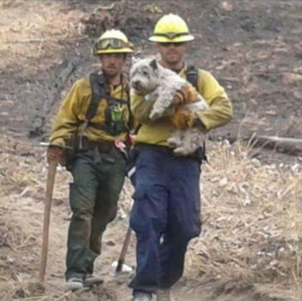 Rescuing pet on the Suncrest Fire by inciweb 8.31.2016
