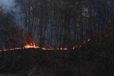 muskrat-valley-fire-nc-11-11-2016-inciweb